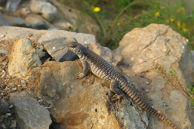 Desert Iguana
