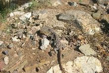 female di