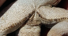 di
