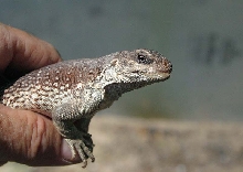 desert iguana male