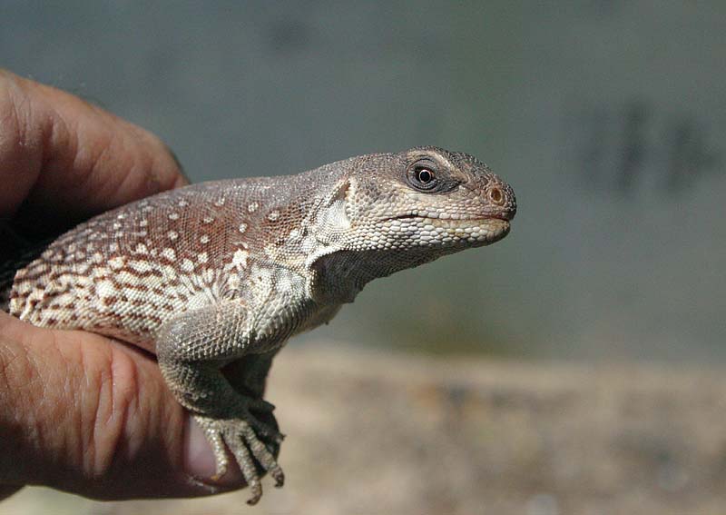 desert iguana male