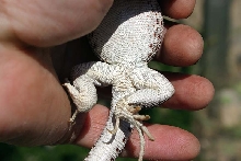 desertn iguanas