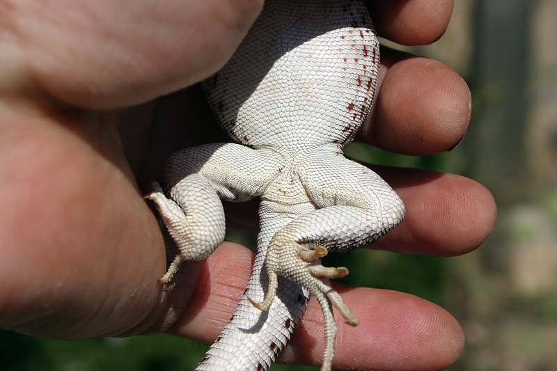 desertn iguanas