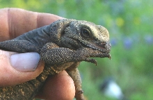 chuckwalla sucking thumb