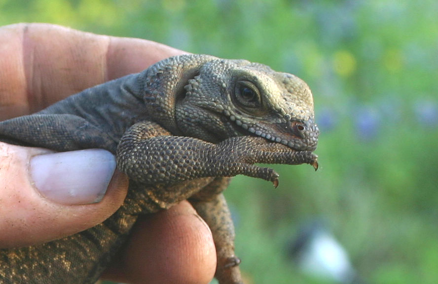 chuckwalla sucking thumb