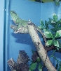 green tree dragon