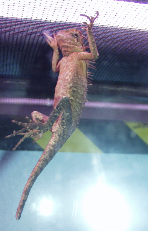 Princess hanging out