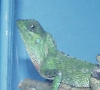 figment