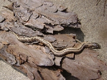 het for albino anaconda