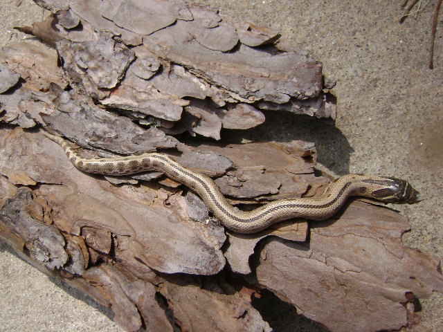 het for albino anaconda