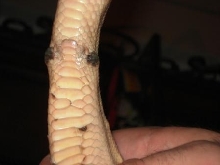Swollen Spurs 1