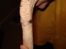Swollen spurs 2