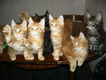 Maine Coon Litter C from Sedina*PL