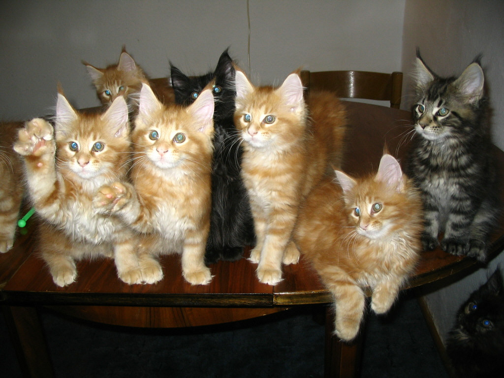 Maine Coon Litter C from Sedina*PL