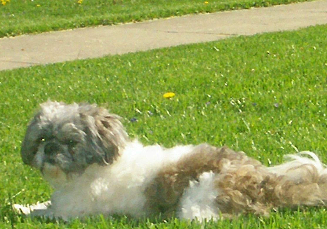 Peyton sunbathing