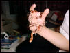 Marley, normal corn 3 mos