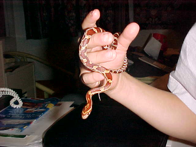 Marley, normal corn 3 mos
