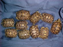 hatchlings