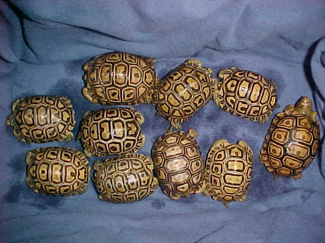 hatchlings
