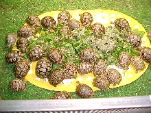hatchlings