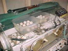 incubator full