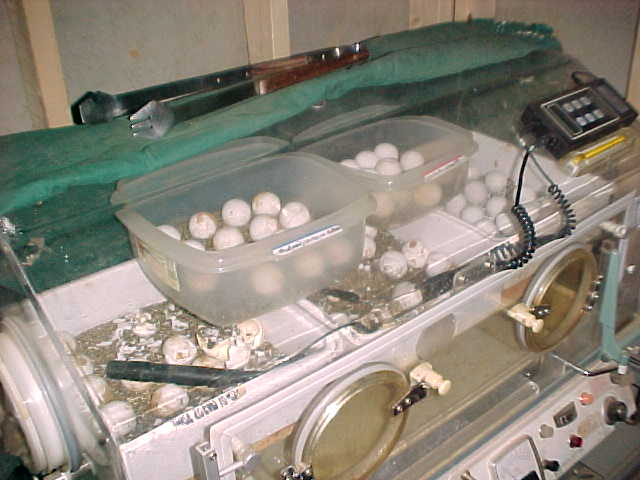 incubator full