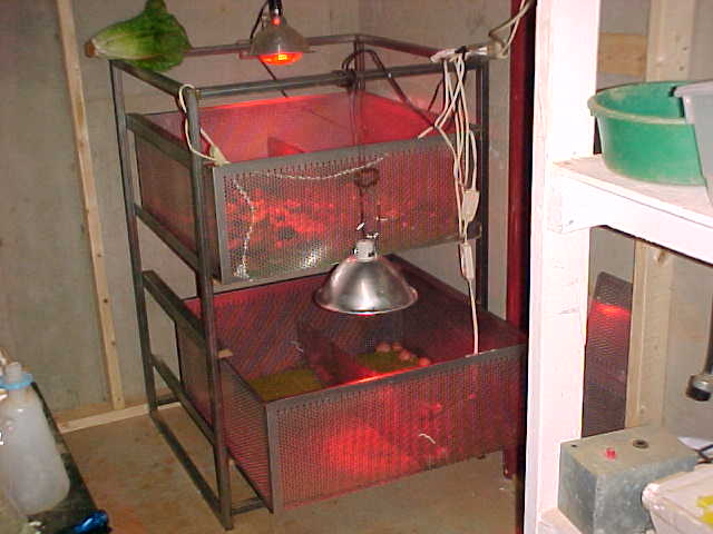hatchling racks