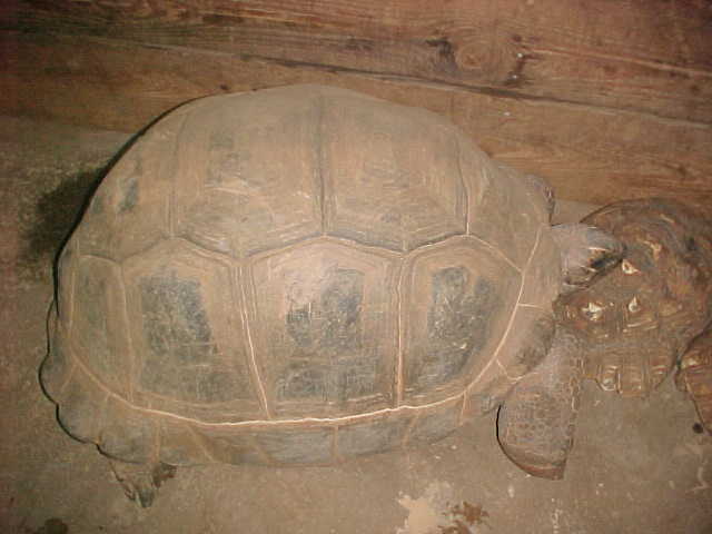 our female aldabra