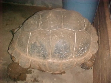 our male aldabra