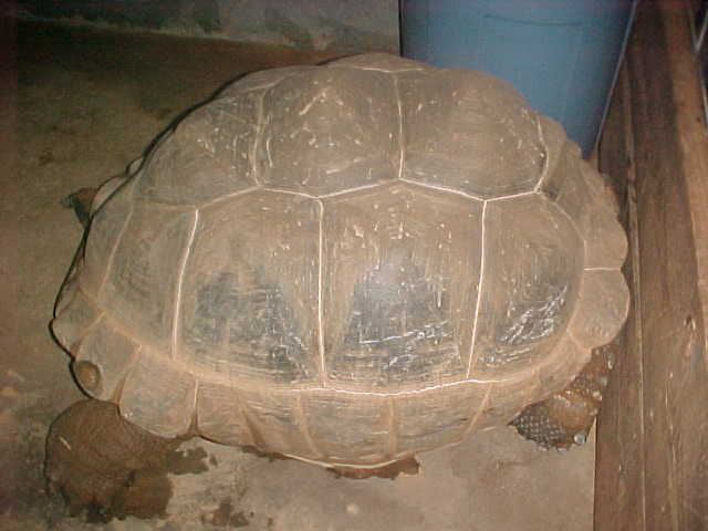 our male aldabra