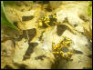 Dendrobates leucomelas