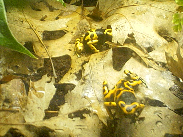 Dendrobates leucomelas