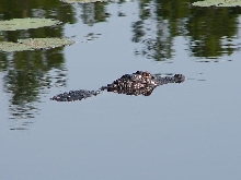 alligator 1