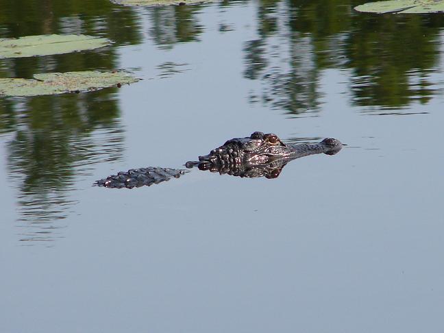 alligator 1