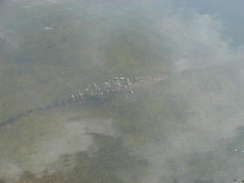 alligator 2
