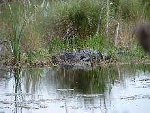 American Alligator