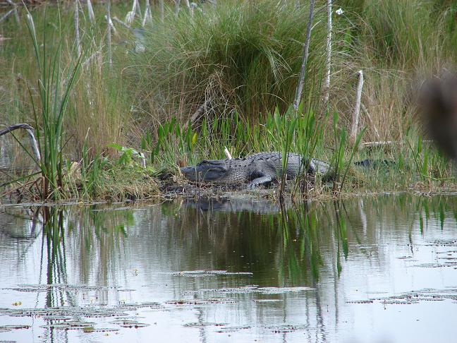 American Alligator
