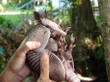 Armadillo