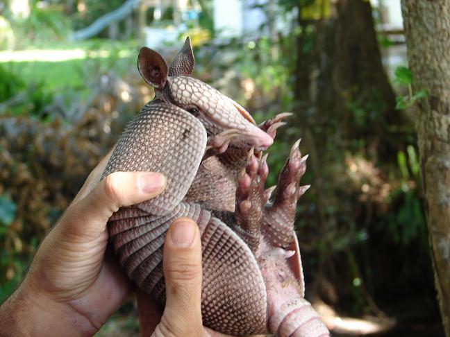 Armadillo