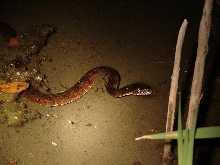 Banded water snake 1