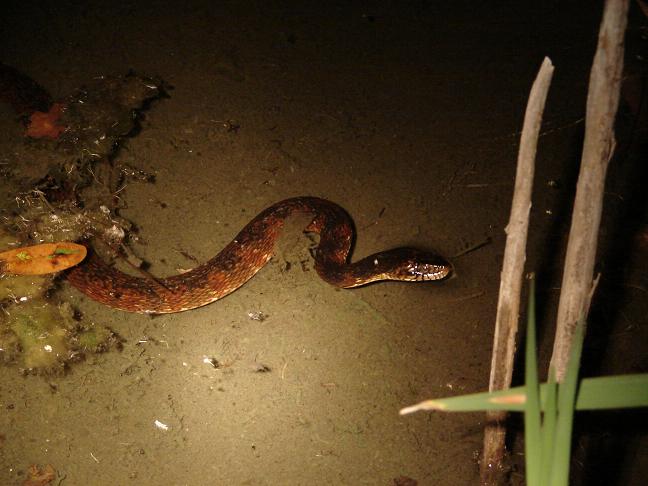 Banded water snake 1
