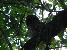 Barred owl