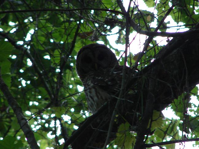 Barred owl
