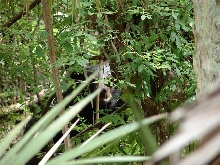 Black Bear