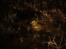 Bullfrog 1