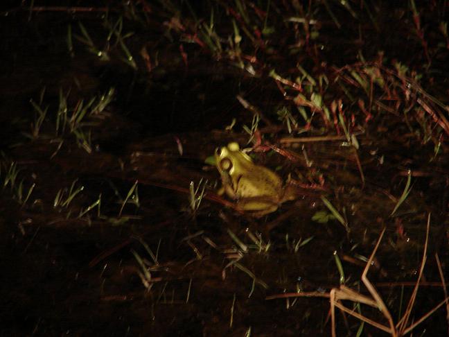Bullfrog 1
