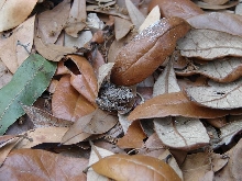 Common grey treefrog