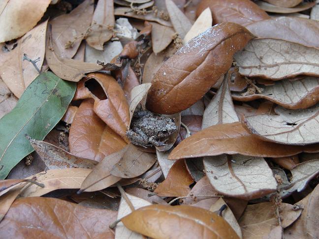 Common grey treefrog