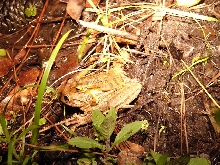 Cuban treefrog amplexus