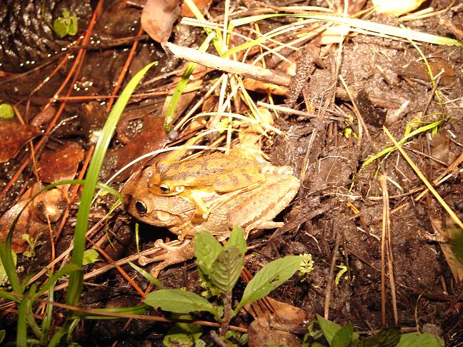 Cuban treefrog amplexus